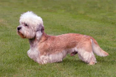 Dandie Dinmont dogs are smart and independent.