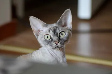 A Devon Rex cat is an alert and active, medium-sized breed.