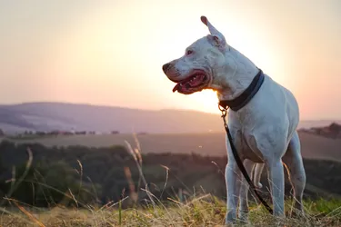 Dogo Argentinos are courageous and trustworthy.