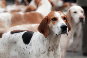 English Foxhounds are a social dog with a keen sense of smell.