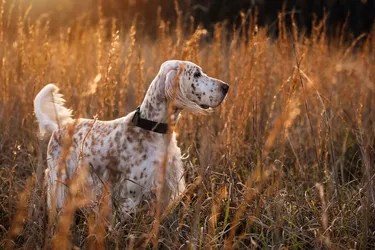 English Setters are strong-willed and love attention.
