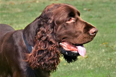 Field Spaniels make for a friendly companion and are easier to train.