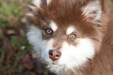 Finnish Lapphunds are lovable dogs who are eager to be by your side.