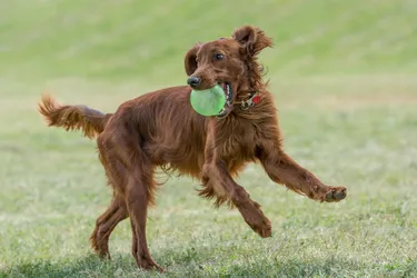Irish Setters are sporting dogs perfect for families.