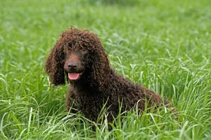 Irish Water Spaniels are playful dogs and a great choice for families.
