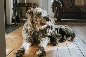 Irish Wolfhounds are gentle, calm and loyal dogs.