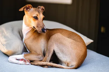 Italian Greyhounds are affectionate companions and perfect for families.