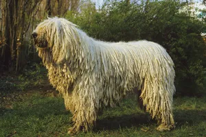 Komondor dogs are brave and high energy with a distinctive coat.