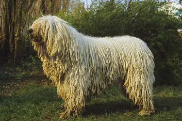 Komondor dogs are brave and high energy with a distinctive coat.