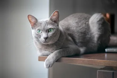 Korat cats are mild and love to be close to their owners.