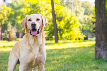 Labrador retrievers are friendly, loyal, and always ready to play. No wonder they’re considered to be the most suitable pets worldwide.