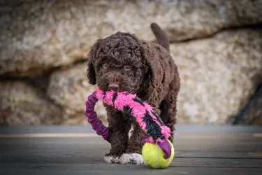 Lagotto Romagnolo dogs are affectionate and love water.