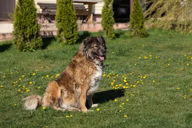 Leonberger dogs are excellent pets and great family dogs.