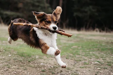 Nederlandse Kooikerhondjes are an alert and energetic dog with a fascinating history.