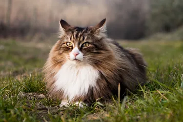 Norwegian Forest Cats are sociable and playful and can adapt to many environments.