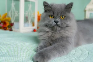 Persian Cats are a gentle breed who love to lounge around.