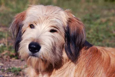 Pyrenean Shepherds are a small herding dog with an intelligent gaze.