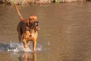 The Redbone Coonhound: What to Know