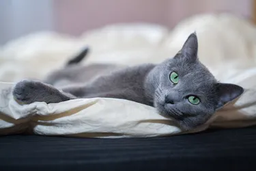 Russian Blue Cats are a playful and smart breed.