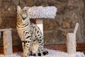 Savannah cats are social and curious with a unique coat.