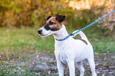 Smooth Fox Terriers are a loving breed with strong hunting instincts and history.