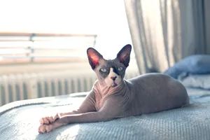 A Sphynx Cat is a hairless breed with a playful personality.
