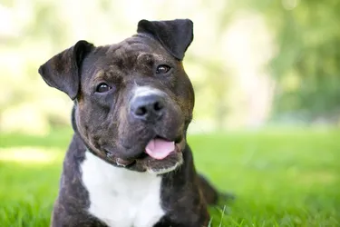 Staffordshire Bull Terriers are friendly and perfect for families, but still make for great watchdogs.