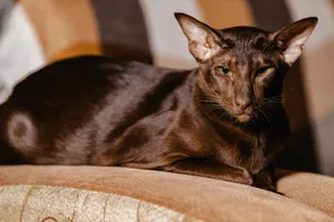 Havana Brown Cats are a rare breed with lots of affectionate to give.