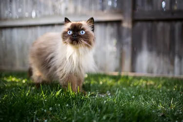 Himalayan Cats are a gentle and loving breed.