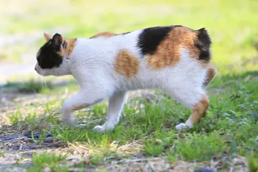 Japanese Bobtails are a playful cat with a characteristic tail.