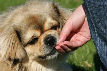 Tibetan Spaniels are social and sensitive dogs who love companionship.