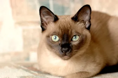 Tonkinese Cats are a smart and social breed.