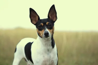 Toy Fox Terriers are an athletic, brave and energetic breed.