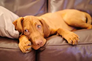 Vizsla dogs are energetic dogs and make for great companions.