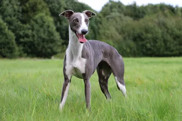 Whippet dogs are an energetic breed who love to be outdoors.