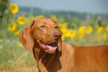 Wirehaired Vizslas are loyal and affectionate dogs with strong hunting skills.
