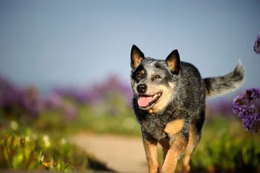 Australian Cattle Dogs are a protective, loyal and sweet breed.