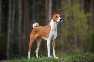 Basenji dogs are smart and independent dogs from Africa.