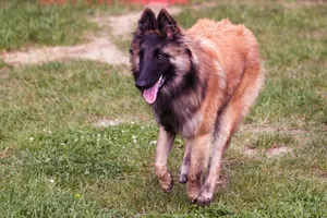 Belgian Tervuren dogs are a courageous, energetic and protective breed.