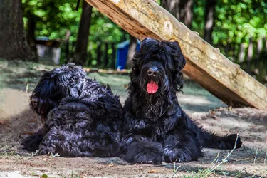 Black Russian Terriers are a loyal dog with a knack for protecting.
