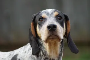 All About Bluetick Coonhounds