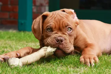 Dogue de Bordeauxs are also called a French Mastiff and are great, non-aggressive dogs.