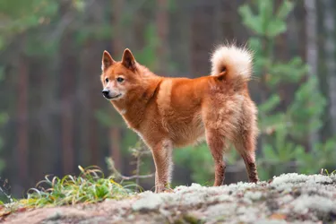 Finnish Spitzs are playful hunting dogs and great for families with children.