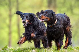 Gordon Setters are attentive dogs who love the outdoors.