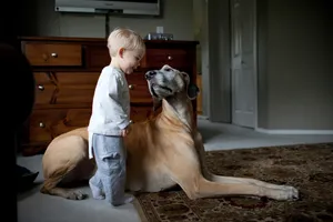 Great Danes are a popular German dog breed known for their large size.