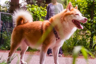Icelandic Sheepdogs are friendly and gentle and perfect for families.
