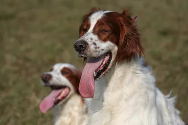 Irish Red and White Setters are playful, high energy and welcoming.