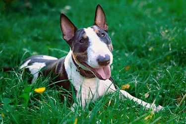 Miniature Bull Terriers known for their affection and comedic nature.