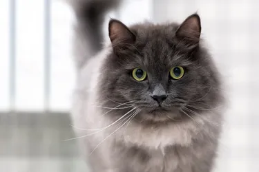Nebelung Cats are an affectionate breed who love to spend time next to their owners.