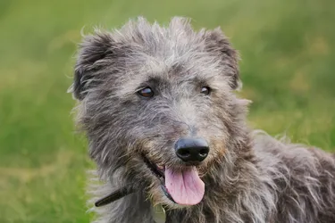 Scottish Deerhounds are affectionate dogs who love being around people.